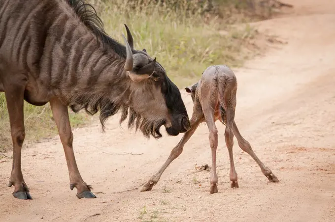 A mother wildebeest, Connochaetes taurinus, sniffs her newly born calf with spread legs on a sandy road