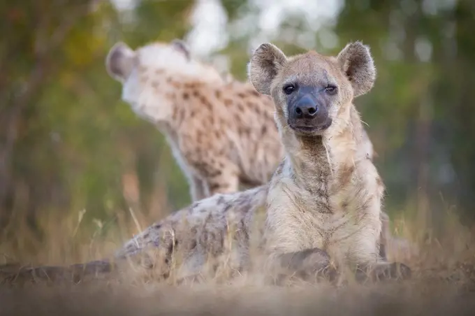 A spotted hyena, Crocuta crocuta, alert, lies in grass, scarred eye, hyena in background