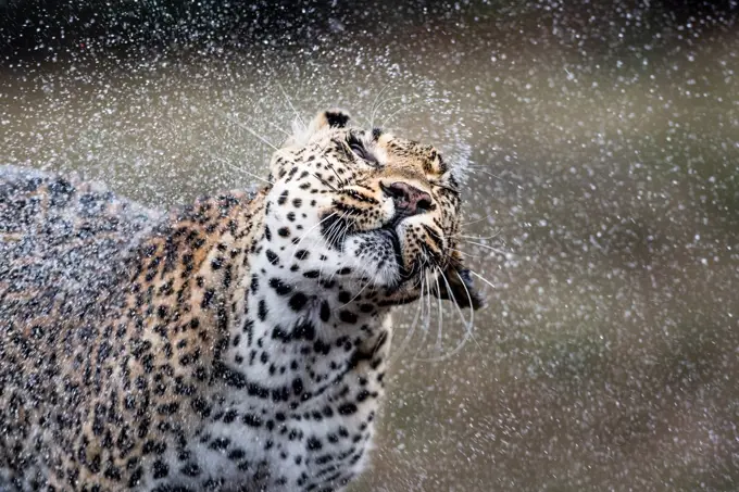 A leopard, Panthera pardus, shakes water off itself, water sprays droplets in the air, wet fur, eyes closed