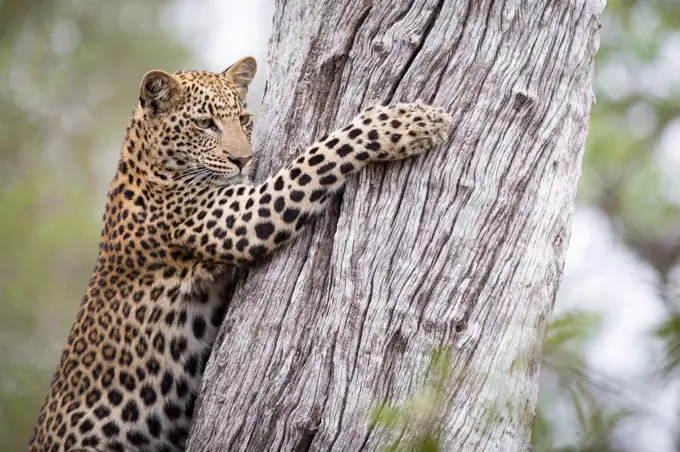 A leopard cub, Panthera pardus, looks away, clings to a tree trunk with its claws