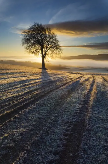 Tree on a Cultivated Field