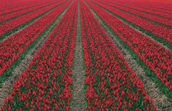 Red Tulips in Field