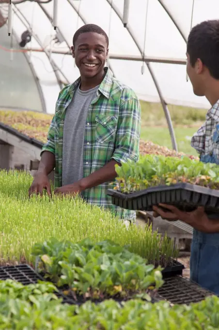 Two young men working in a large greenhouse, tending and sorting trays of seedlings. Maryland, USA. 7/1/2012