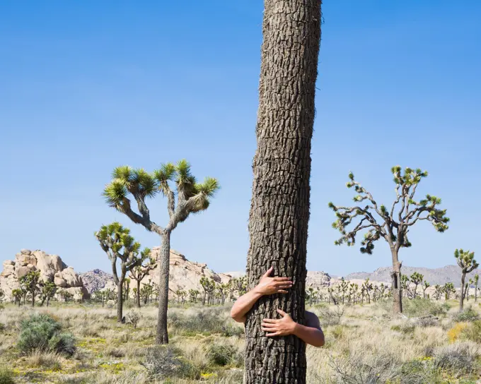 Man hugging Joshua Tree, Joshua Tree national park, California, USA. 4/26/2008