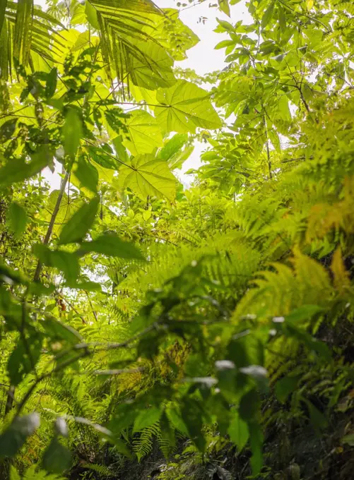 Plants growing in lush jungle