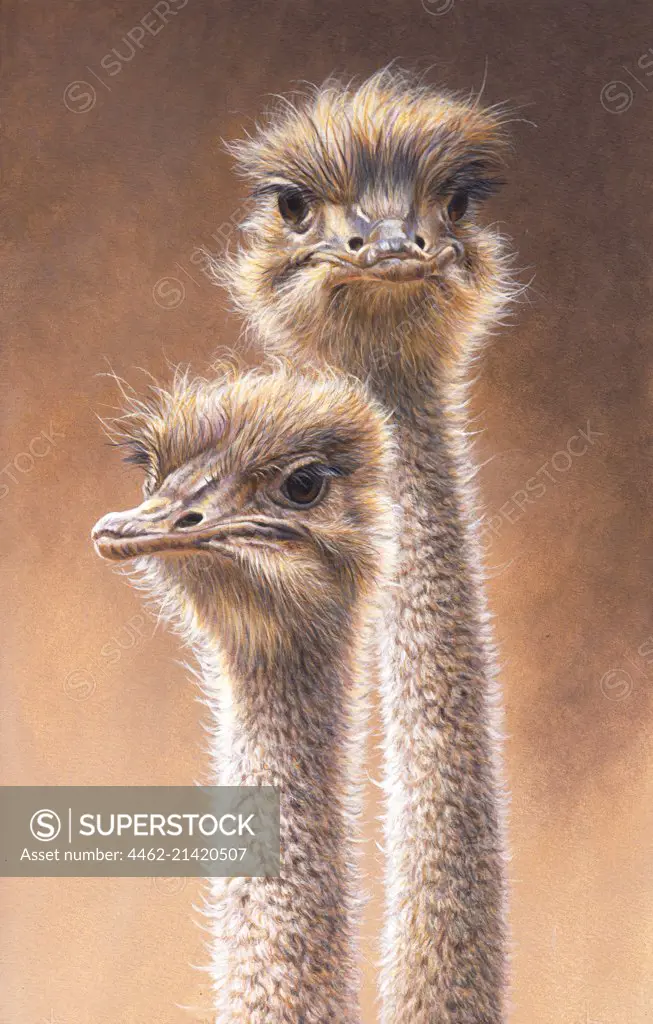 Portrait of ostriches (Struthio camelus)