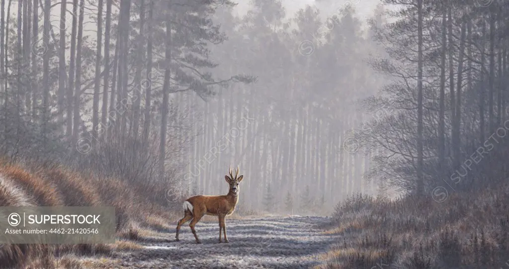 Roe deer in forest