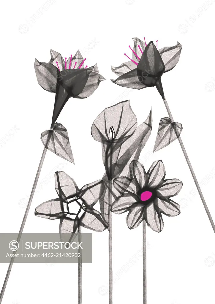 Grey and pink flowers