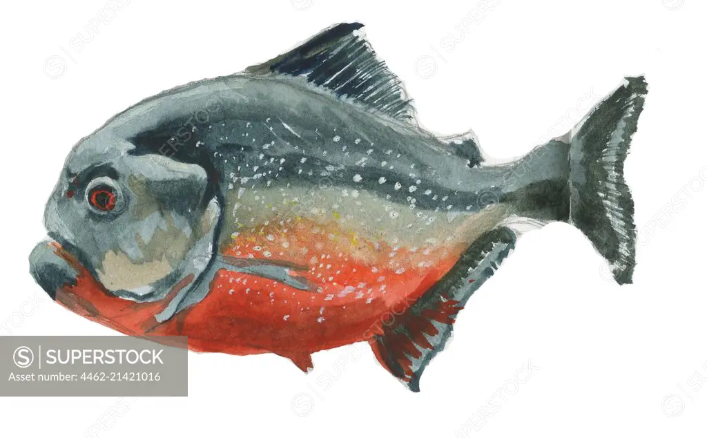 Side view of red grey fish, white background