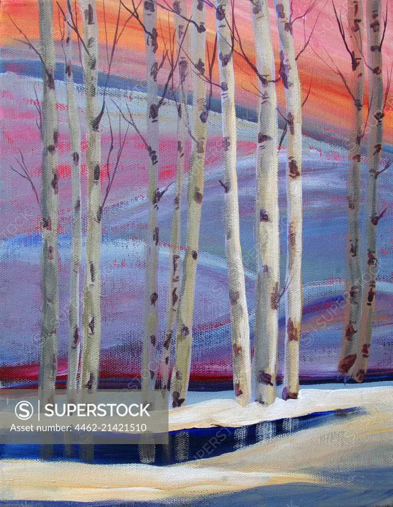 Birch trees at sunset