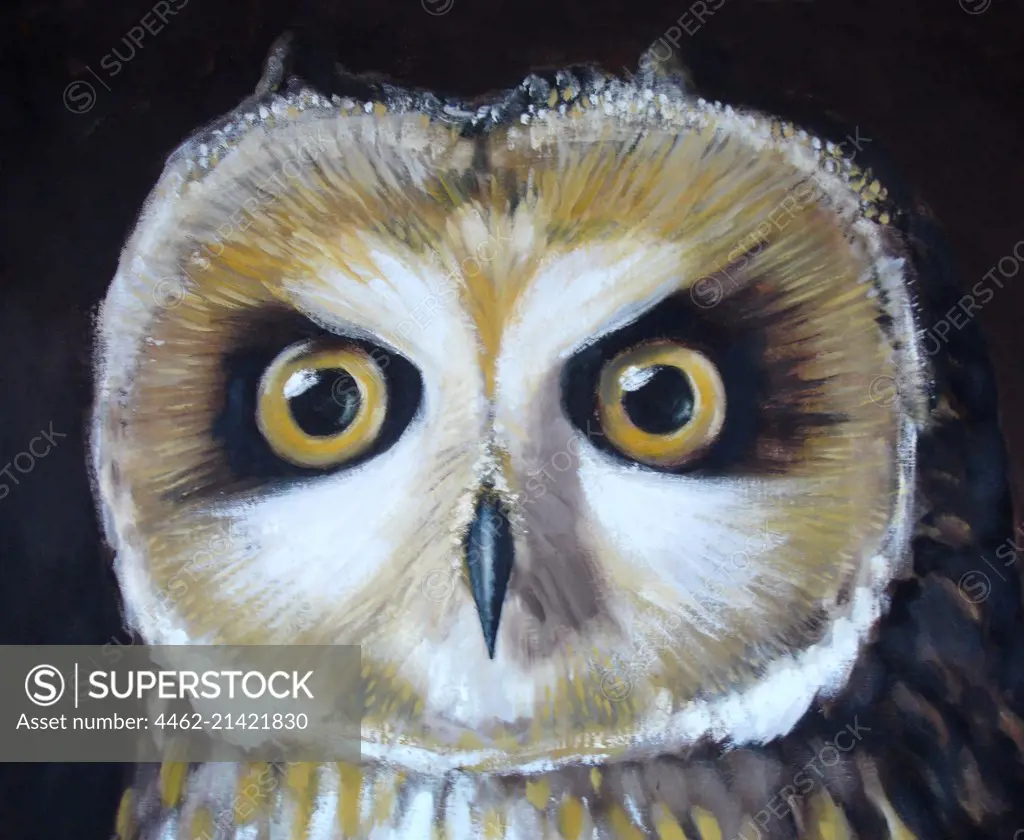 Owl staring