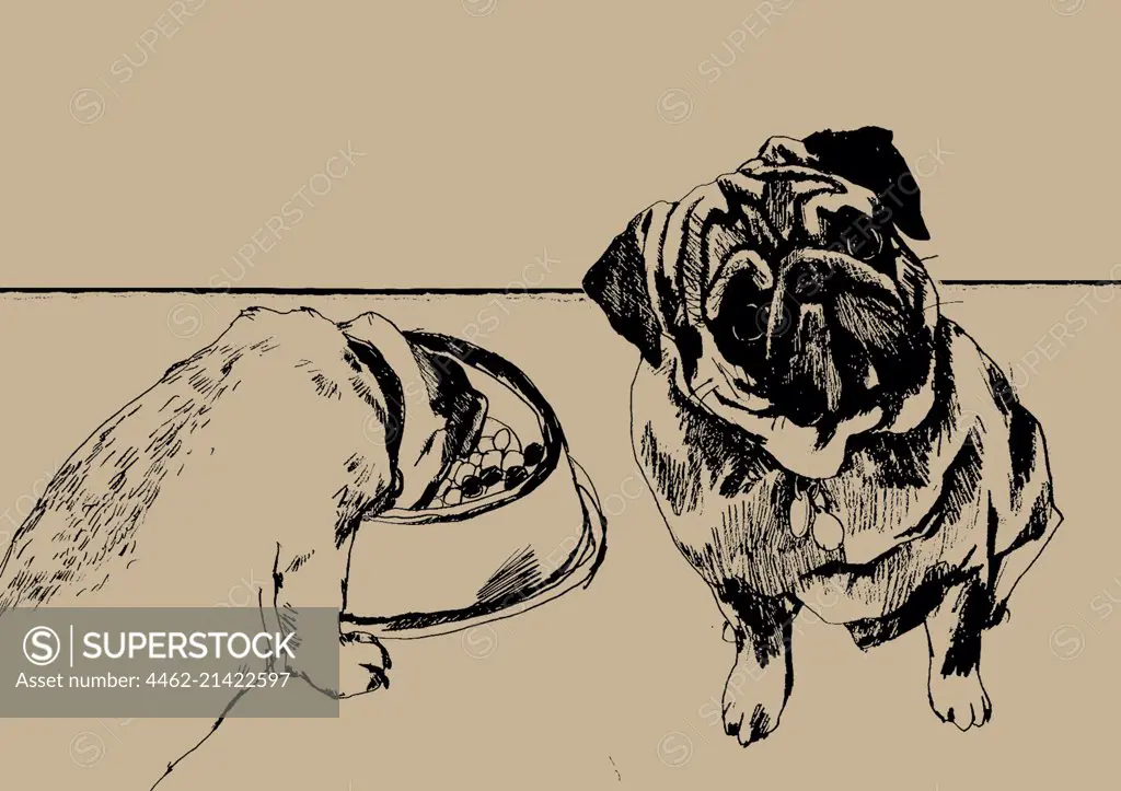 Pug eating from dog bowl