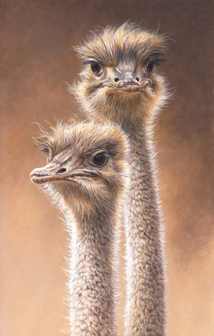 Portrait of ostriches (Struthio camelus)