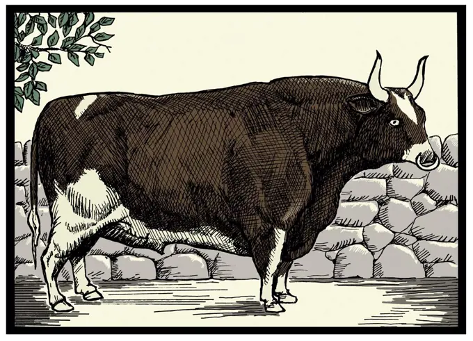 Bull against stone wall