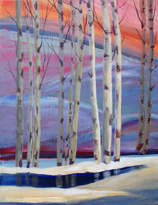 Birch trees at sunset