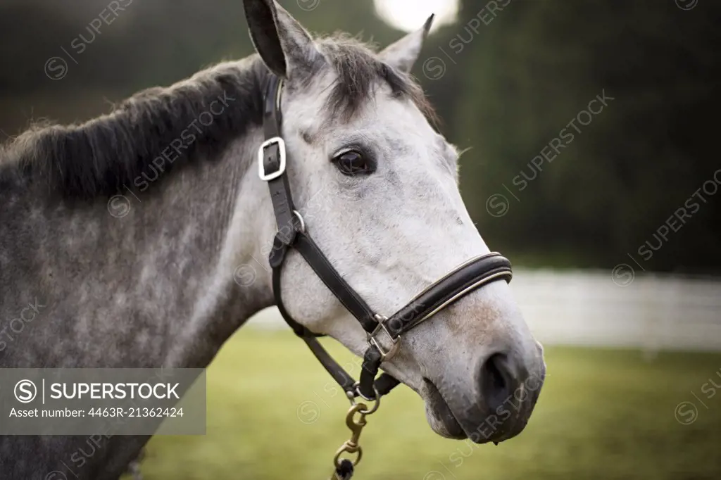 Grey horse wearing a bridle.