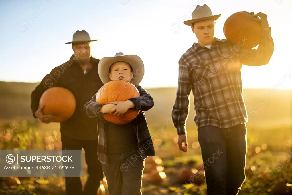 Father and his two sons gathering pumpkins from a pumpkin farm.