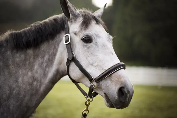 Grey horse wearing a bridle.