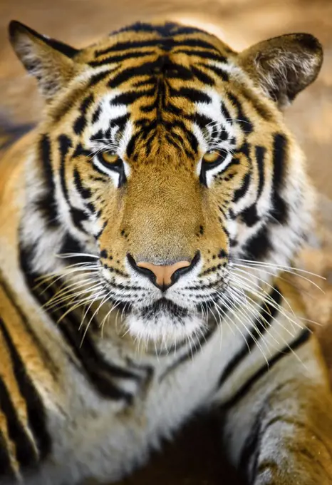 Close up view of a grumpy looking tiger.