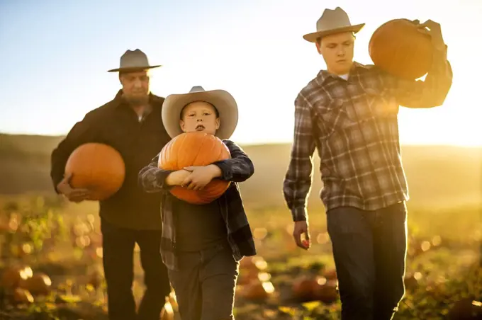 Father and his two sons gathering pumpkins from a pumpkin farm.