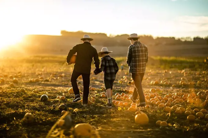 Father and his two sons gathering pumpkins from a pumpkin farm.