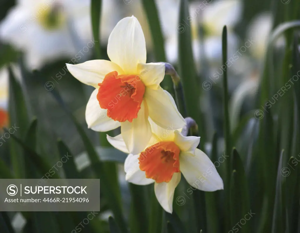 Two daffodil with a shallow depth of field