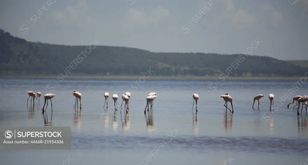 Flamingos on Lake Nakuru Kenya Africa