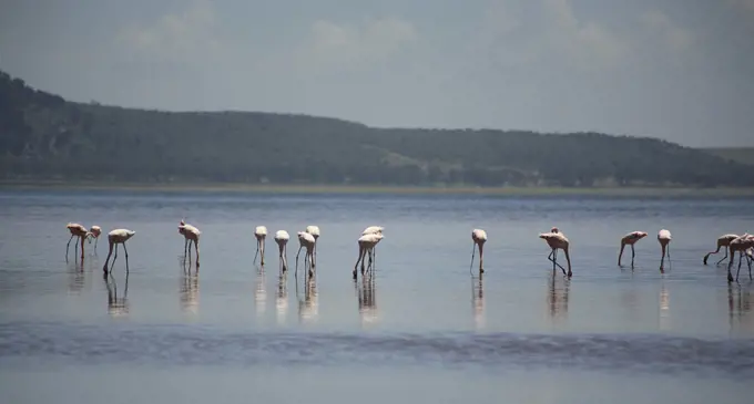 Flamingos on Lake Nakuru Kenya Africa