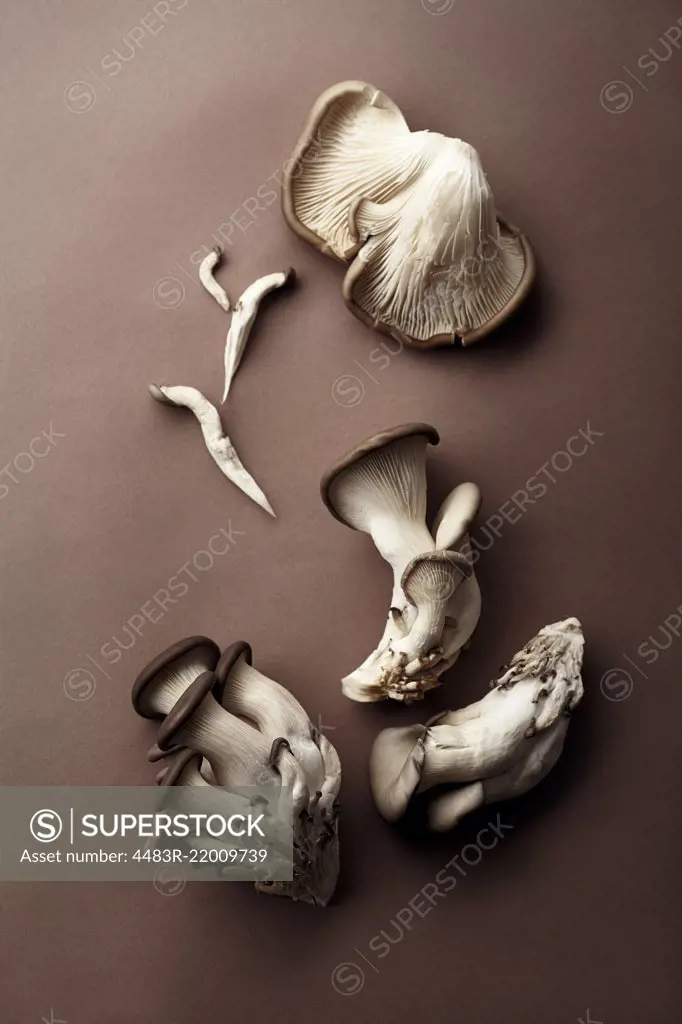 Oyster mushrooms on brown background. Natural lighting. Monochromatic concept