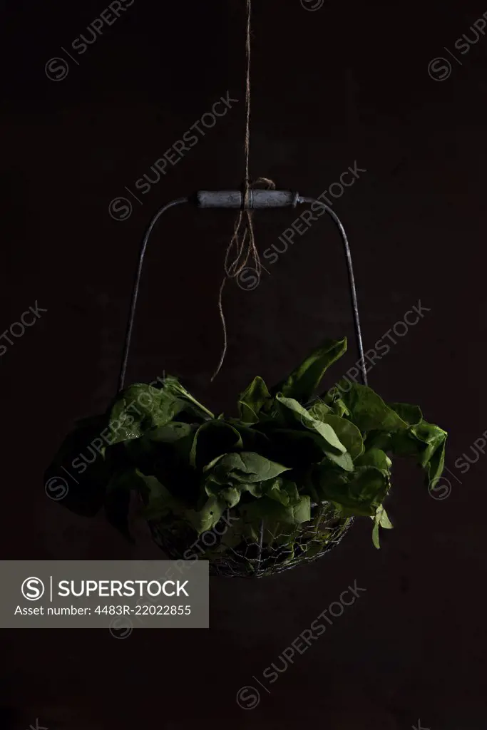 Spinach hanging in a basket