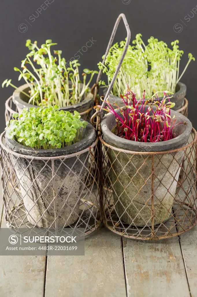 Cress, Beet, Raddish and Rocket Microgreens.