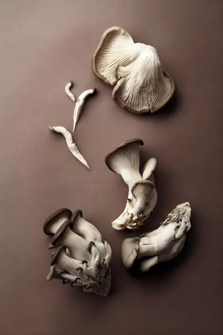 Oyster mushrooms on brown background. Natural lighting. Monochromatic concept