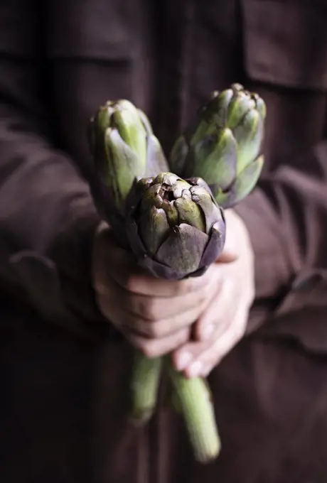 Man's hands holding artichokes