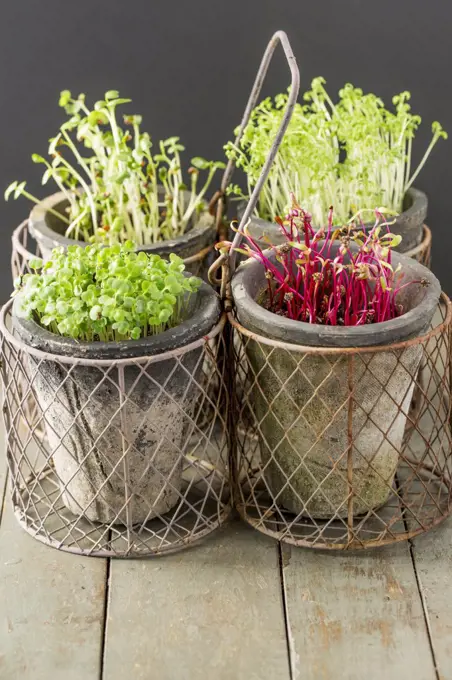 Cress, Beet, Raddish and Rocket Microgreens.