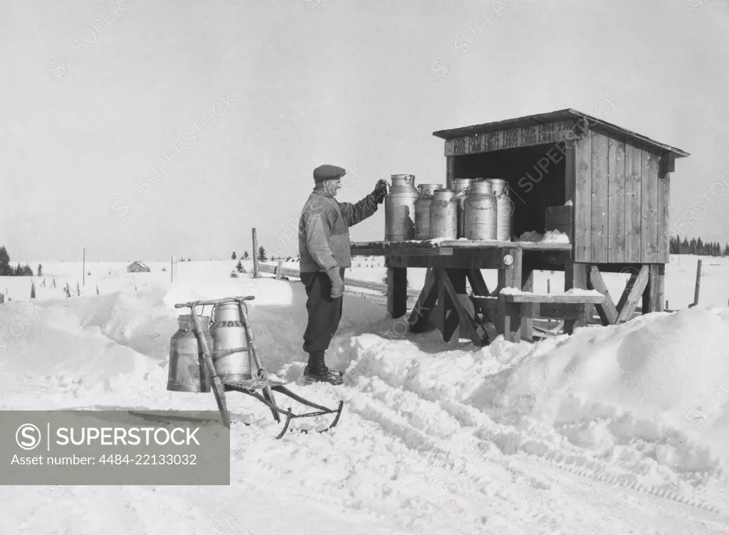 Milk in the 1950s. A milk farmer at the loading deck at the roadside where the milk cans are transported to and from the dairy. He collects the returned empty ones and takes them home this snowy day on his kicking sledge. Sweden 1950s.