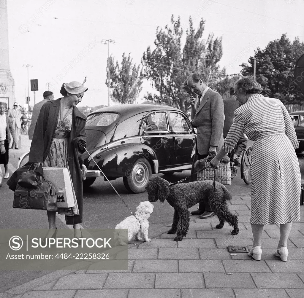 Fashionable in the 1950s. A young woman wears a typical 1950s coat. She holds a small white dog who stands in the street with a bigger dog. Sweden 1953 Kristoffersson Ref BM4-2