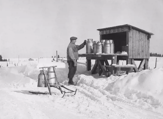 Milk in the 1950s. A milk farmer at the loading deck at the roadside where the milk cans are transported to and from the dairy. He collects the returned empty ones and takes them home this snowy day on his kicking sledge. Sweden 1950s.