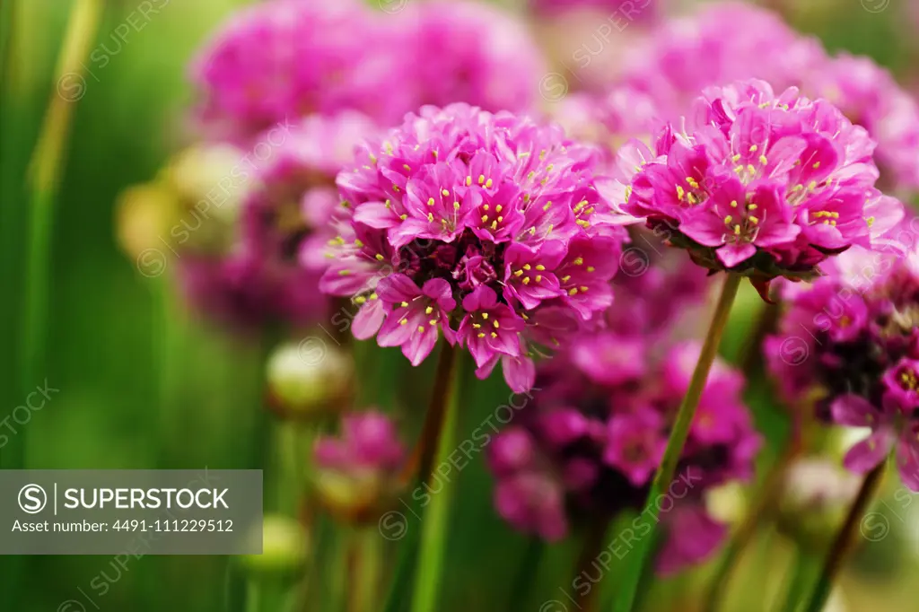 Beautiful magenta flowers with thick stems growing in green garden on blurred background