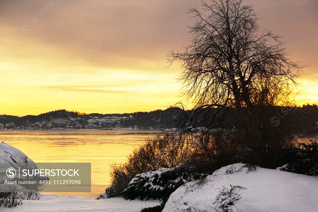 Leafless tree growing at peaceful frosted river bank at winter on vibrant sunset