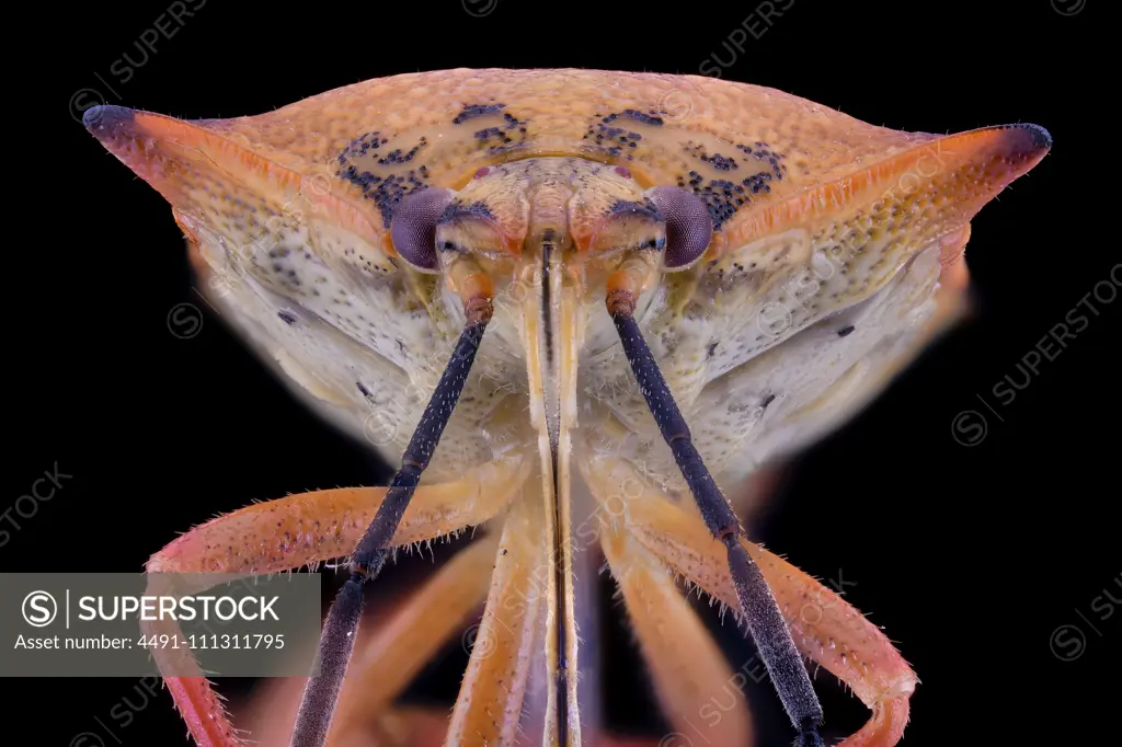 Closeup extreme magnified unusual fly of orange and purple color with antennae