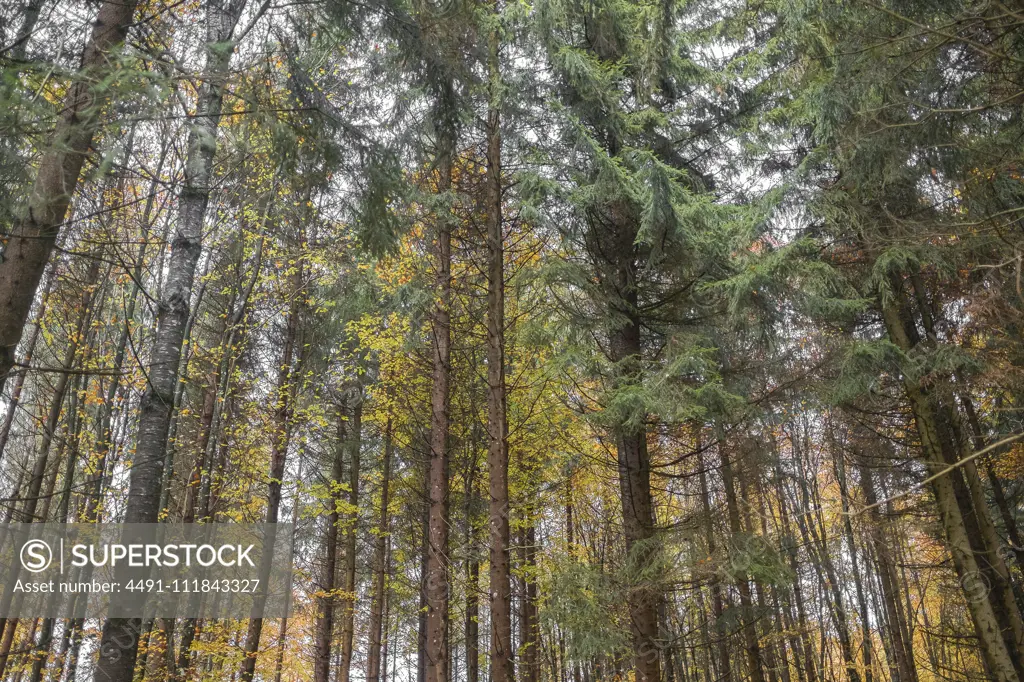 Charming fall forest with thin tall trees and shed golden leaves