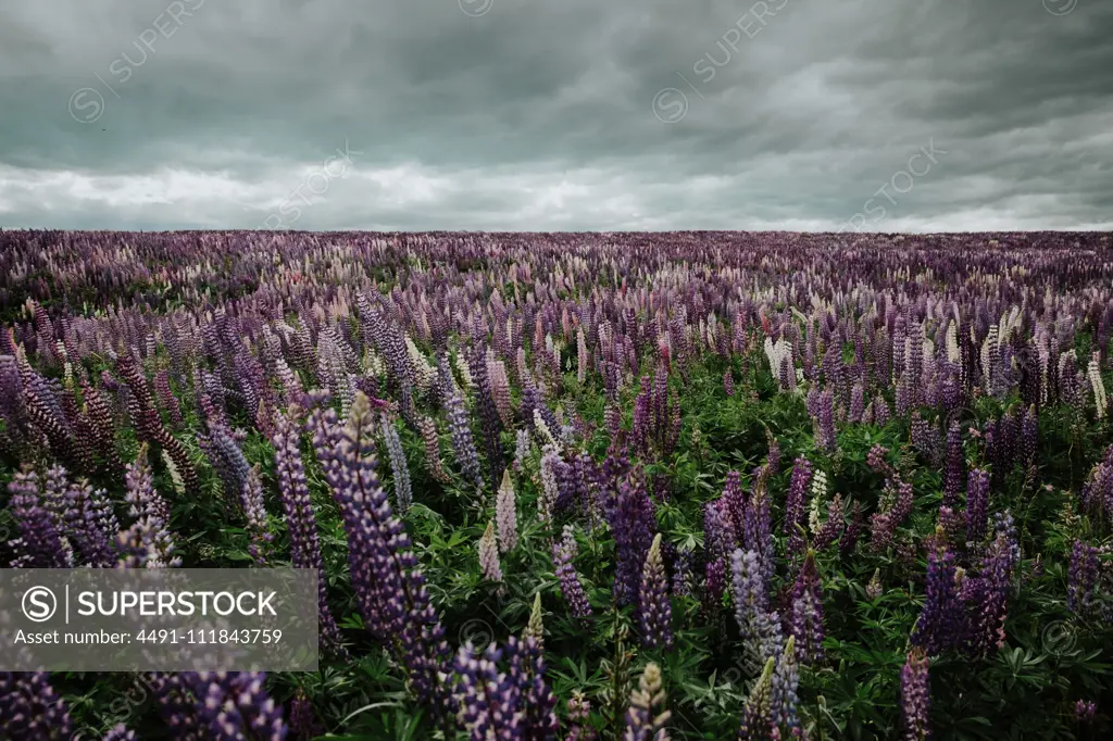 Lush endless field of bright Lupine flowers under grey cloudy sky in New Zealand;Majestic view of field with blooming Lupine flowers in New Zealand