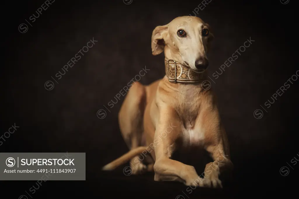 Alert attentive brown Sighthounds dog