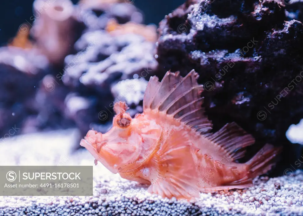 Side view of small wild red Scorpion fish on aquarium bottom near rough rock on blurred background