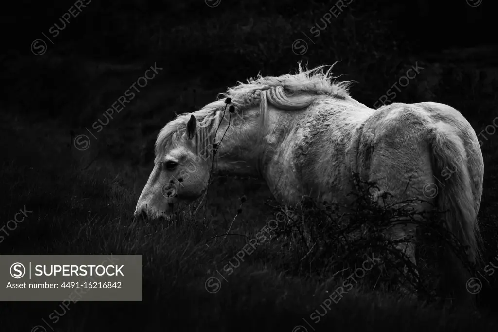 Side view of calm white horse eating grass while pasturing in field in countryside