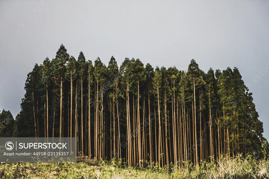 Landscape of woods edge with tall green trees under gloomy sky.