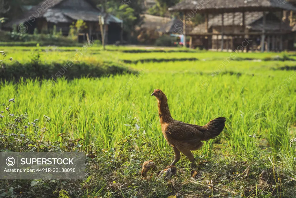 Rooster walking on nature