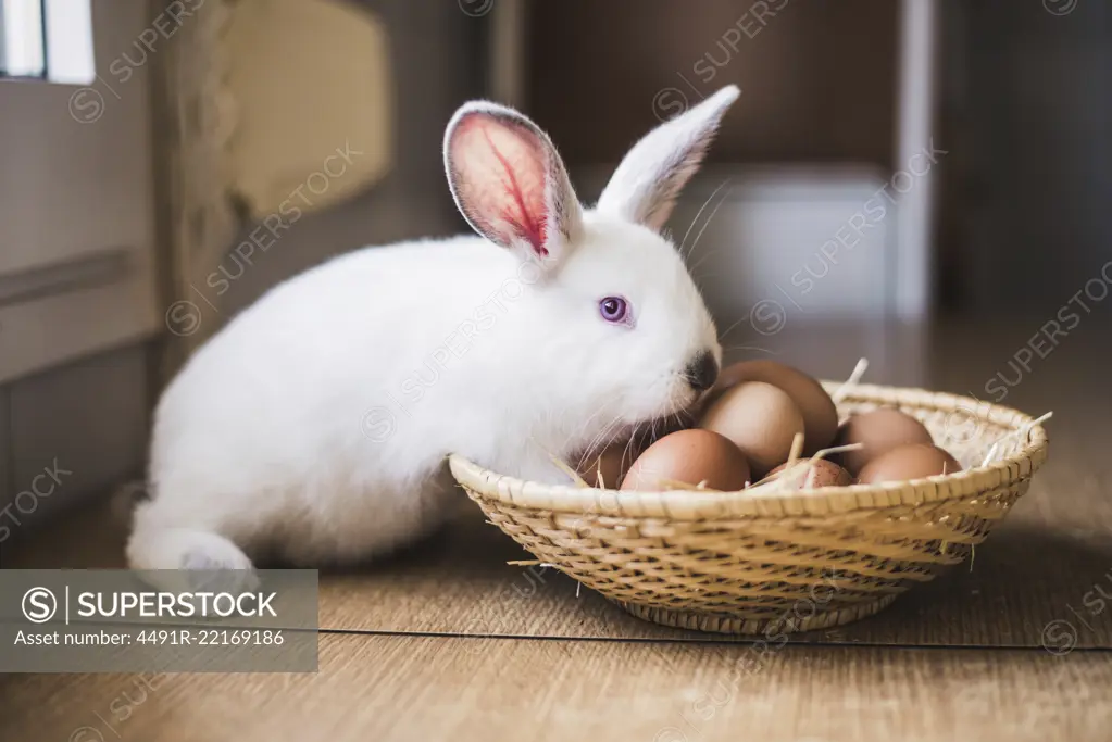 Little hare and chicken eggs