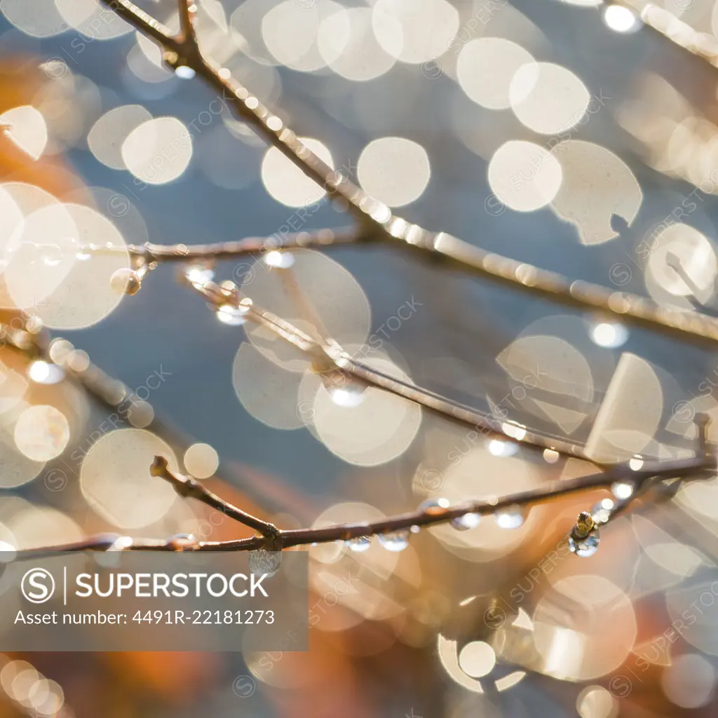 Branches with water drops