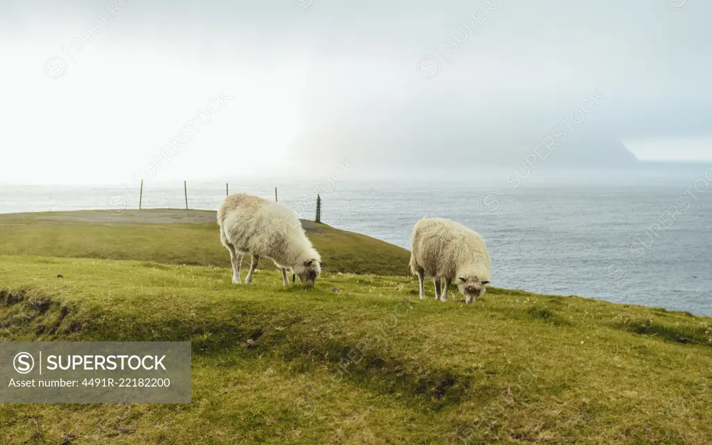 Sheep pasturing in highlands